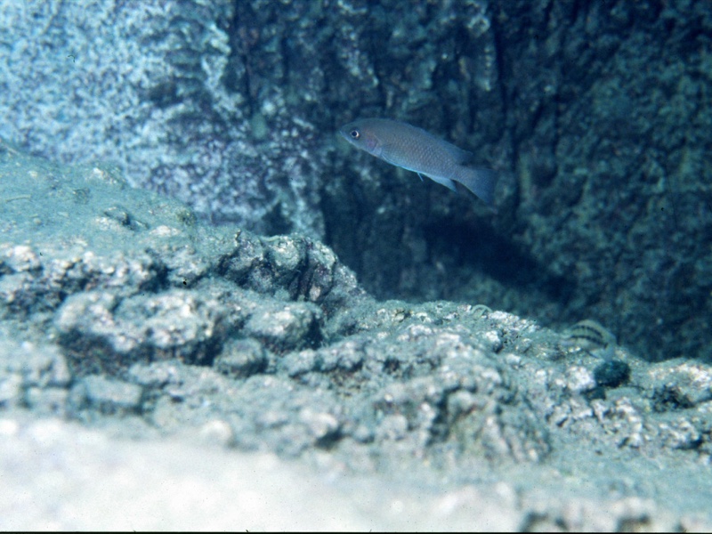 Neolamprologus leleupi